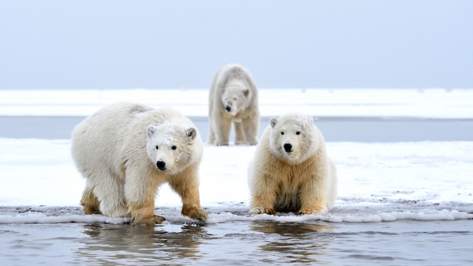 L'ours polaire suivi par Argos